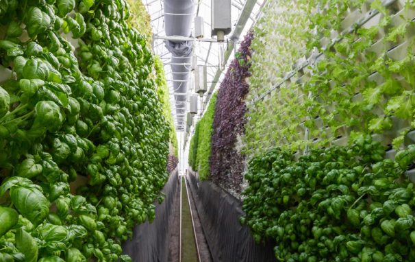 What Is Vertical Farming?